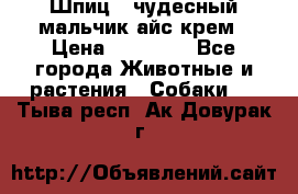 Шпиц - чудесный мальчик айс-крем › Цена ­ 20 000 - Все города Животные и растения » Собаки   . Тыва респ.,Ак-Довурак г.